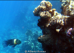 Kingwrasse Cheilinus lunulatus by Alberto Romeo 